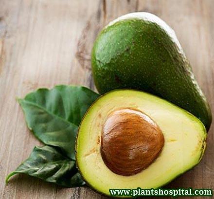 avocado-leaves-benefits