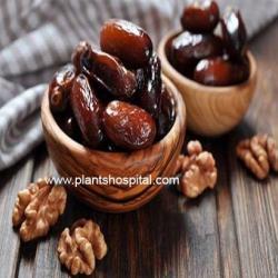 dates