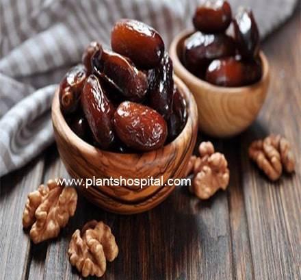 dates