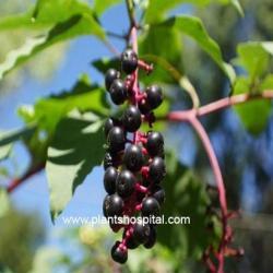 elderberry