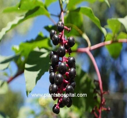 elderberry