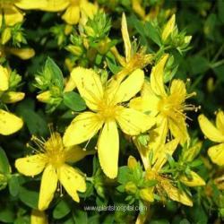 gentiana lutea