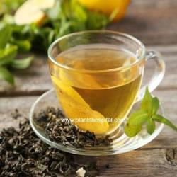 green tea