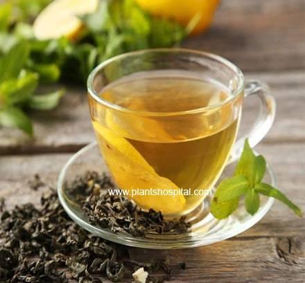 green tea
