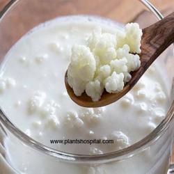 kefir