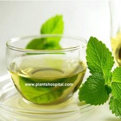 stinging-nettle