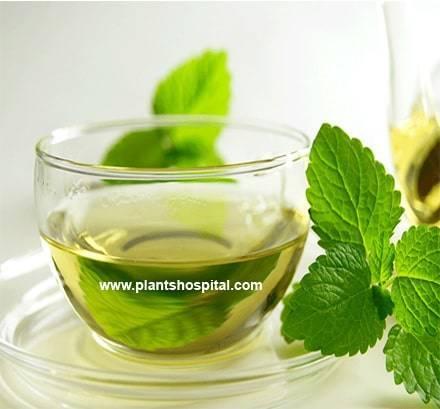 stinging-nettle