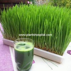wheatgrass