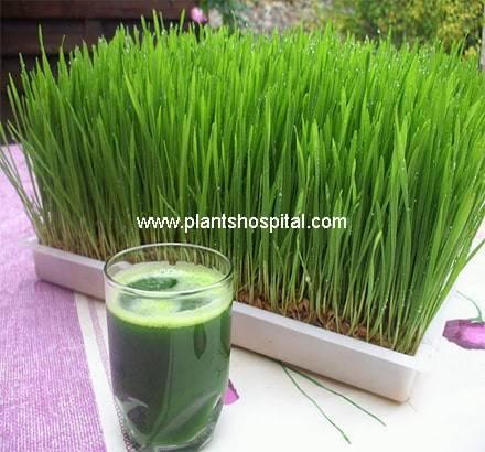 wheatgrass