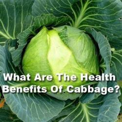 cabbage