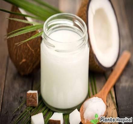 Coconut