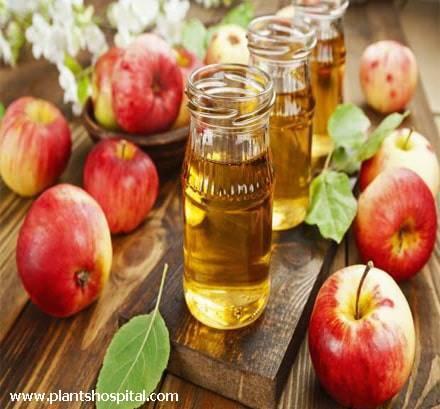 apple cider vinegar