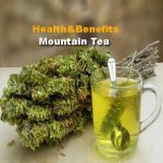 mountain tea
