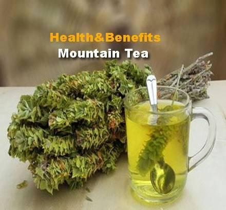 mountain tea