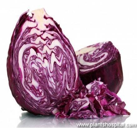 purple cabbage