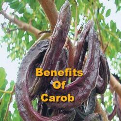 Carob