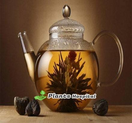 jasmine tea