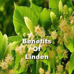 linden