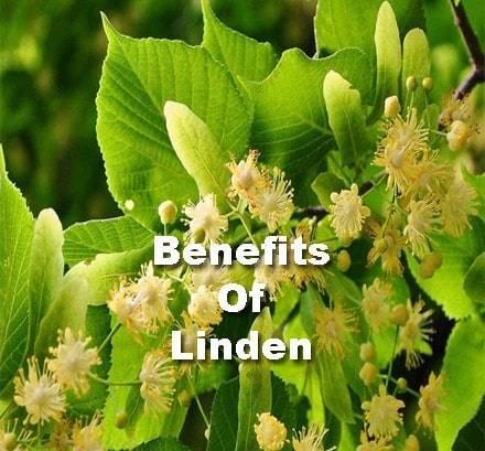 linden