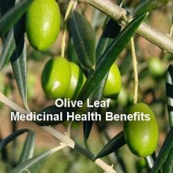 olive leaf