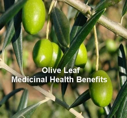olive leaf