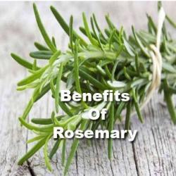 rosemary