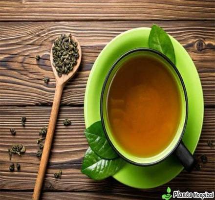 a senna tea fogyás előnyei propiedades de eco slim
