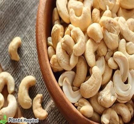 cashews