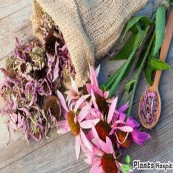 Echinacea