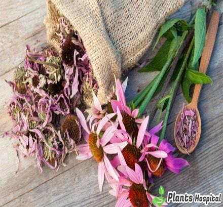 Echinacea