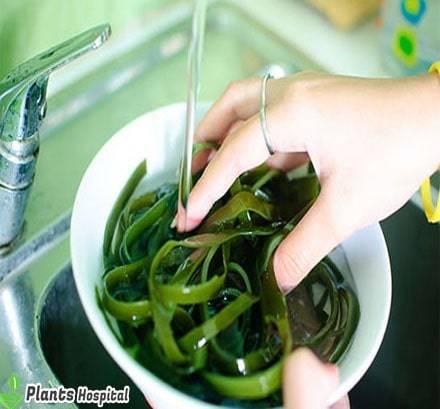 Seaweed Tea