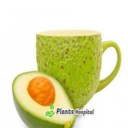 avocado leaf tea