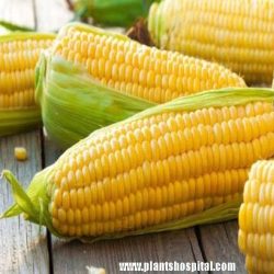 corn