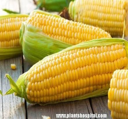 corn
