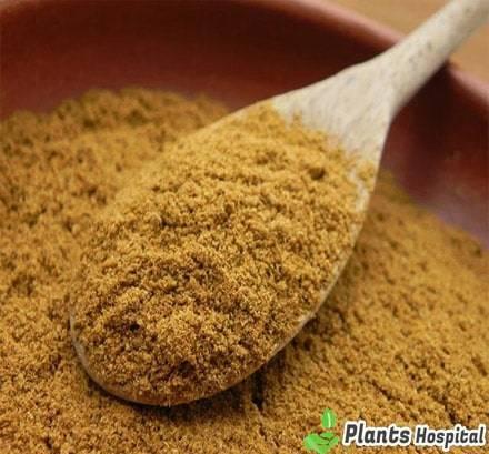 cumin