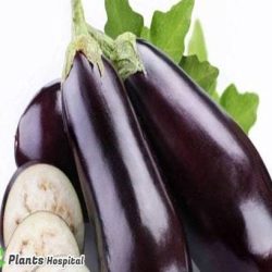 eggplant
