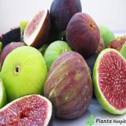 figs