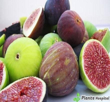 figs