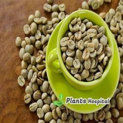 green coffee tea