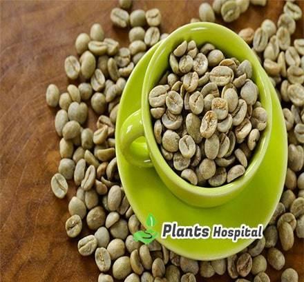 green coffee tea