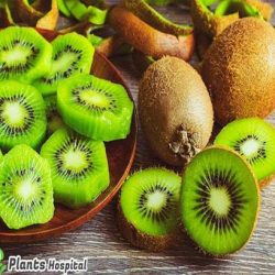 kiwi