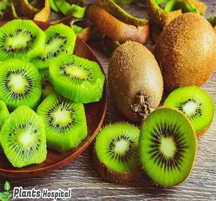kiwi