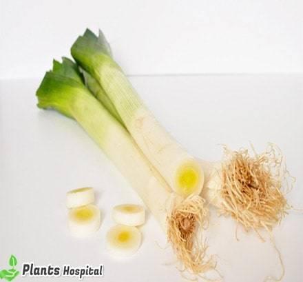leeks