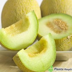 melon