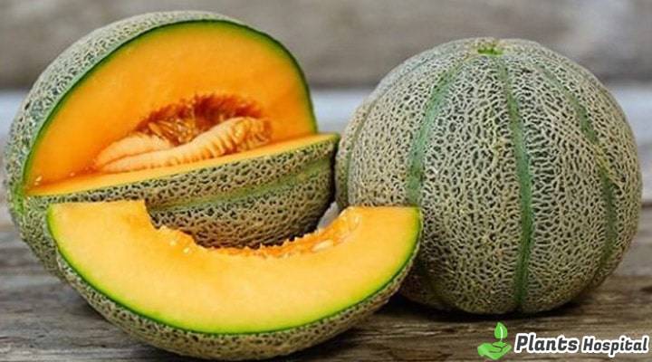 melon-benefits