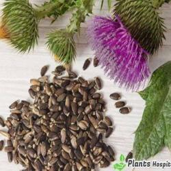 milk thistle