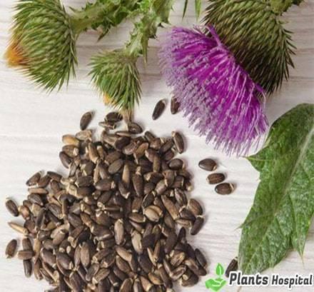 milk thistle