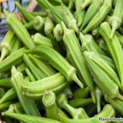 okra