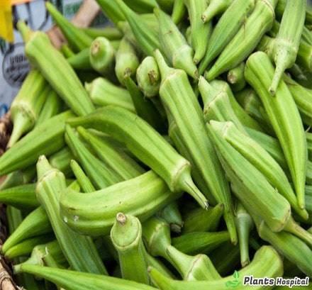 okra