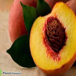 peach
